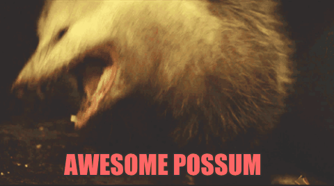 possum